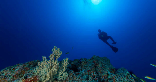 Diving on the Mexican Caribbean