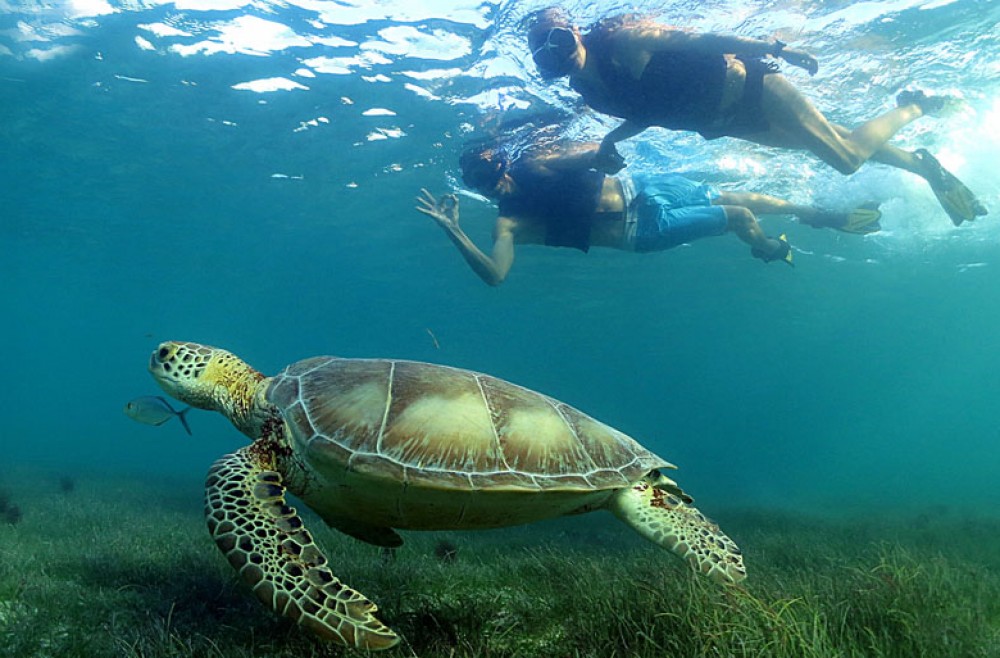 Nado con tortugas