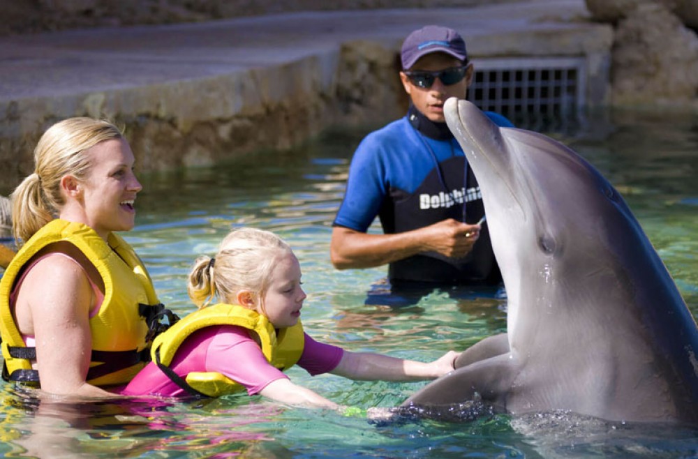 Nado con delfines interactivo