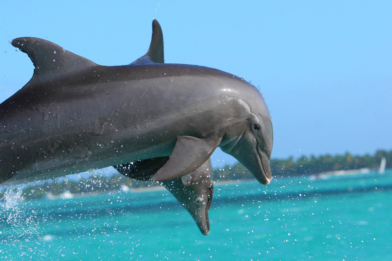 Delfinario en Punta Cana