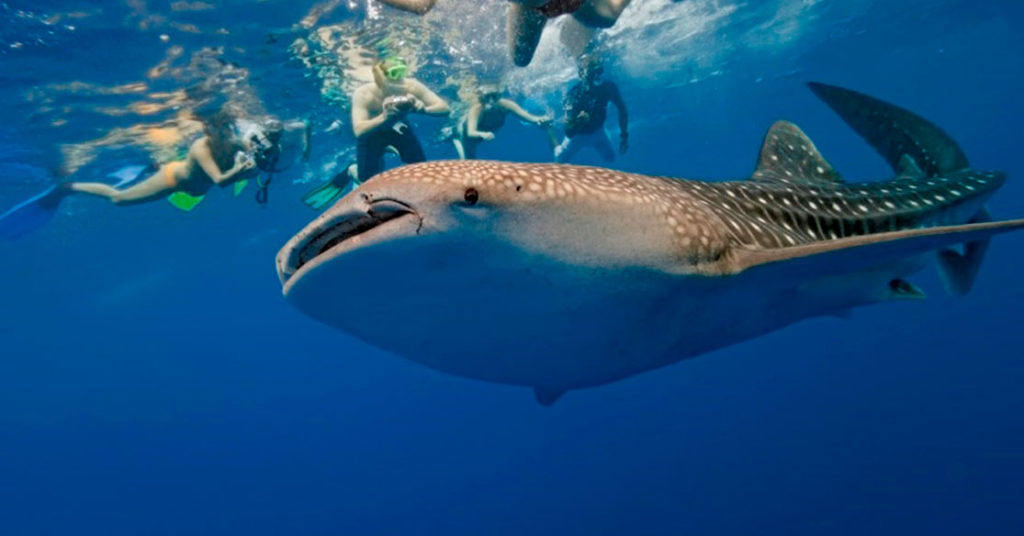 Nado con tiburón ballena