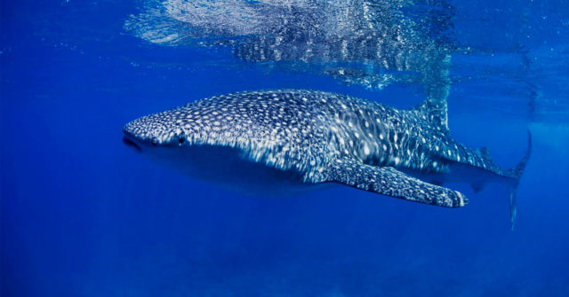 Tour de Tiburón Ballena